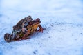 Wild frogs pairing season Royalty Free Stock Photo